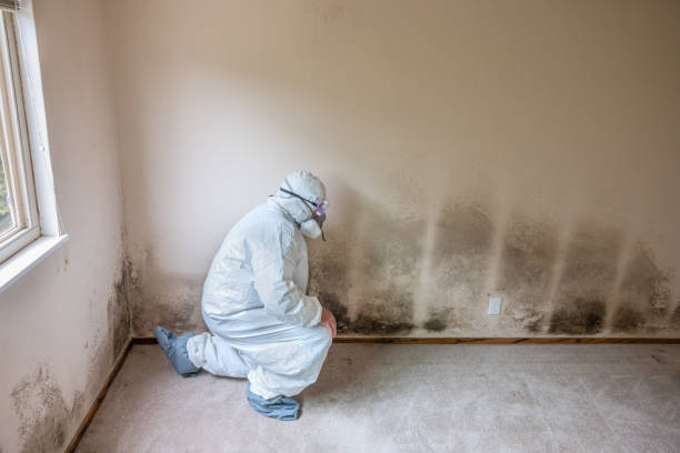 Mold Odor Removal Services in Church Rock, NM